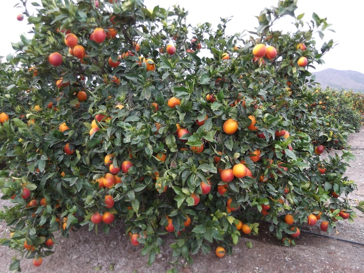Proyecto de mejora de la producción de naranjas sanguinas (1)