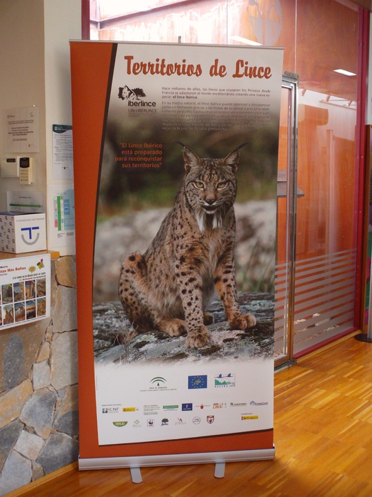 Cartel de la exposición sobre el lince ibérico