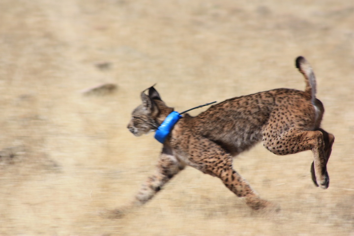 Lince ibérico