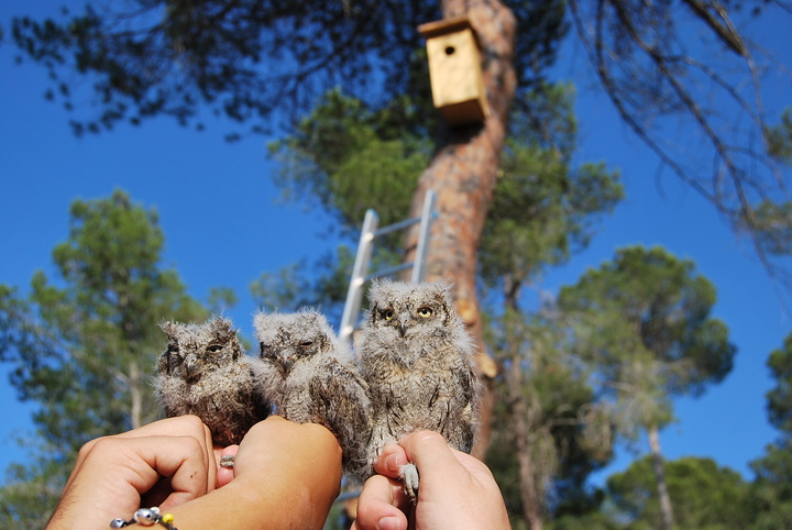Las cajas nido para autillo facilitan el asentamiento y reproducción de estas aves nocturnas