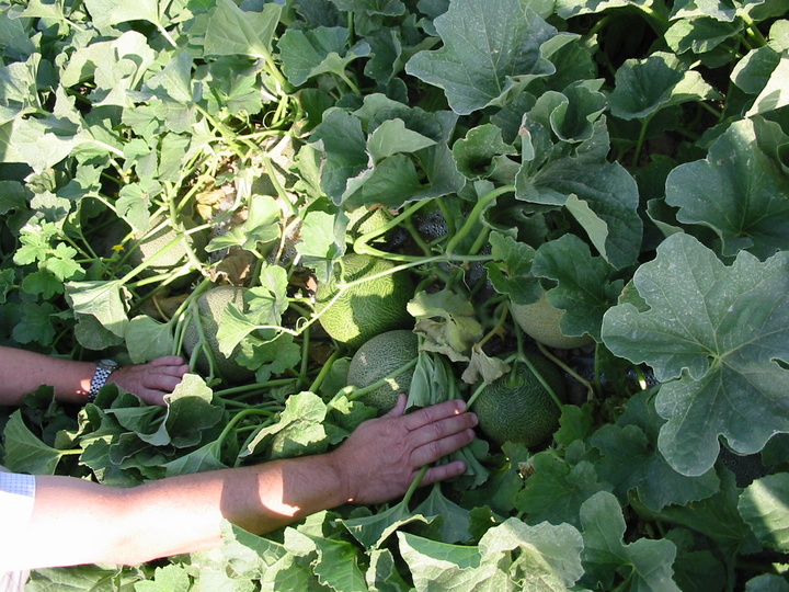 Plantación de melón