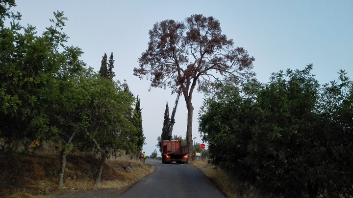Apeo del Pino de La Luz