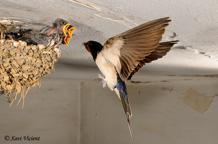Una golondrina alimentando a sus polluelos