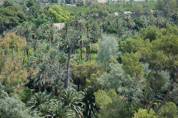 Palmeral Región 2