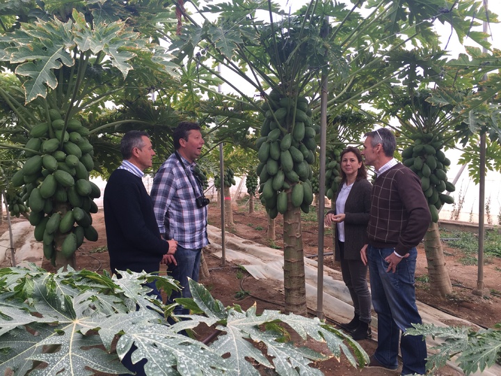 Juana Mulero visita una finca de papayas en Mazarrón