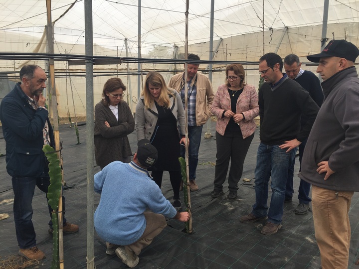 Juana Mulero visita una plantación de pitahaya en Mazarrón