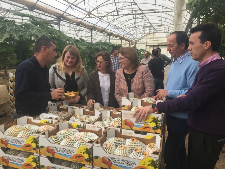 Juana Mulero visita una plantación de papaya en Mazarrón 2