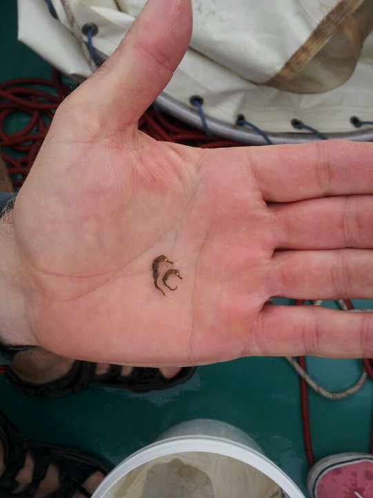 Trabajos de preservación del caballito de mar