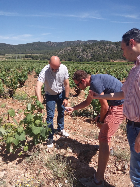 El periodista del grupo de comunicación Mediahuis, Arno Shepers, visitando una zona de viñedos de Bullas