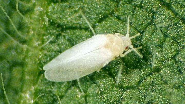 Ejemplar de mosca blanca (Bemisia tabaci)