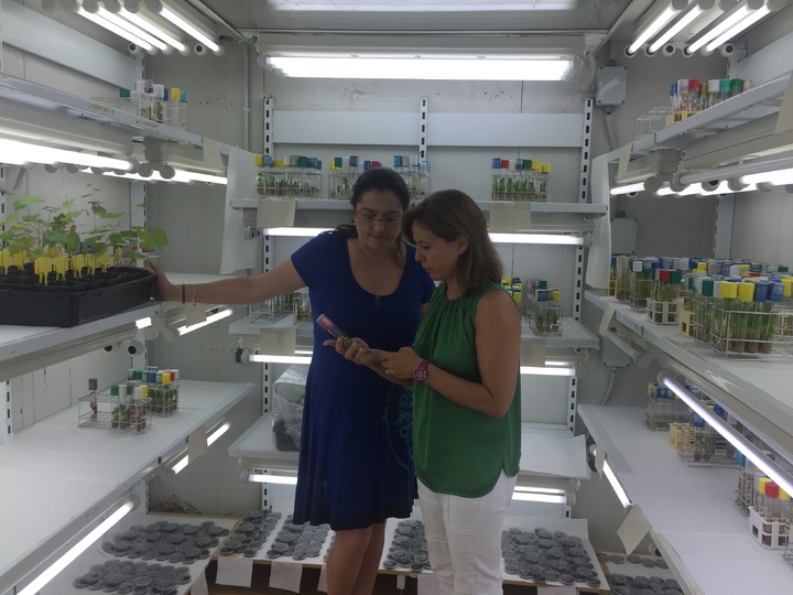 Productores de uva de mesa del hemisferio sur conocen el trabajo del IMIDA, Instituto Murciano de Investigación y Desarrollo Agrario y Alimentario