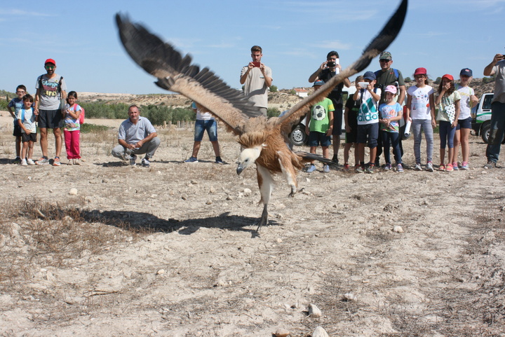 Agricultura liberó este fin de semana diversas aves tras su paso por el Centro de Recuperación de Fauna Silvestre