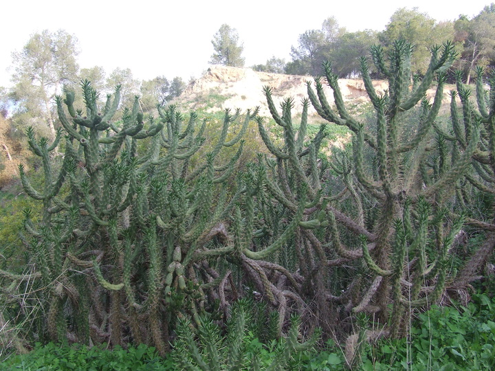 Campaña divulgativa para la erradicación de especies de flora exótica invasora en El Valle (1)