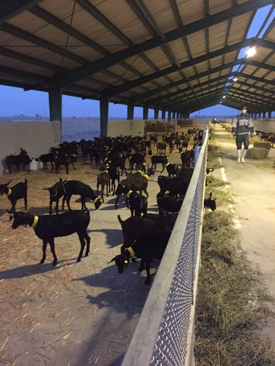 Exportación de caprino a Irán