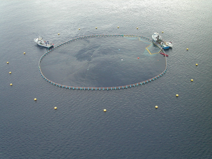 Jaulas flotantes