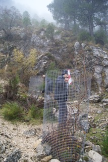 Mejora ecológica de la acedera en Revolcadores