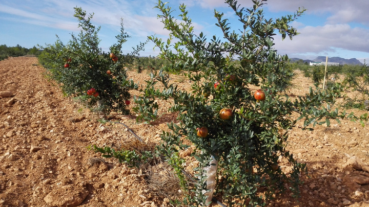 Plantación de granados