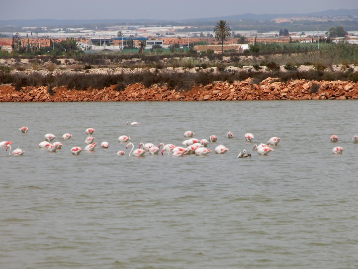 Flamencos en una charca de las Salinas de San Pedro del Pinatar