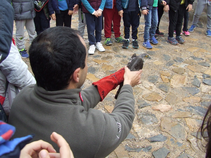 El ejemplar de gavilán momentos antes de ser liberado en el parque regional de Sierra Espuña