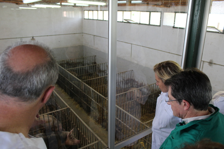 Futuro Centro de inseminación artificial de ganado porcino (3)