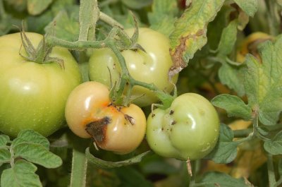 Tomate afectado por la plaga de la polilla de origen sudamericano, denominada 'Tuta absoluta'
