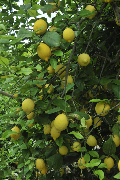 Limón de la variedad Verna
