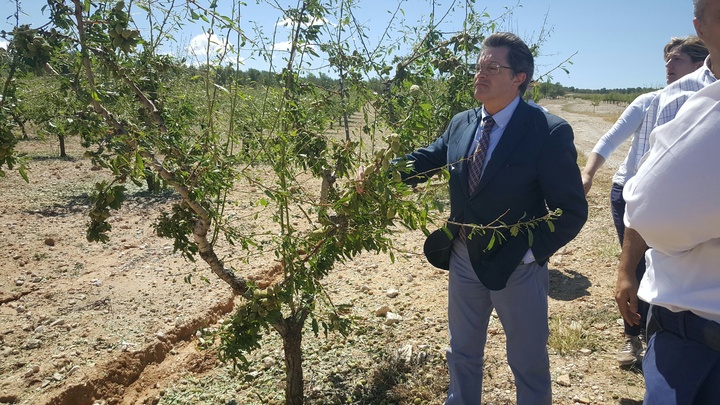El consejero visita zonas de Lorca y Caravaca de la Cruz con cultivos afectados por el temporal de granizo (3)