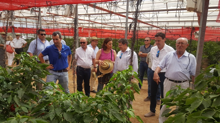 El consejero visita fincas dcultivo de cultivos ecológicos de pimiento y melón en San Javier
