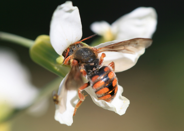 Abeja silvestre