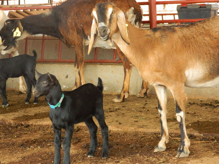 Ejemplares de cabras murciano granadinas