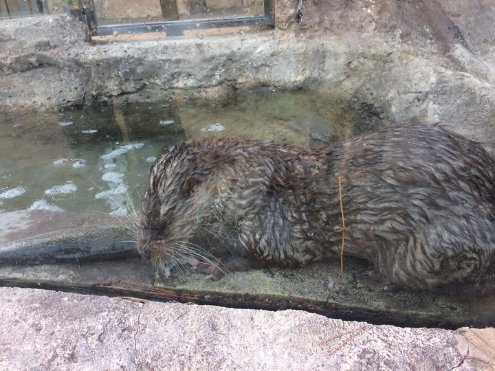 Imagen de las nutrias donadas por Terra Natura Murcia al área de educación ambiental del Centro de Recuperación de Fauna Silvestre de El Valle (II)