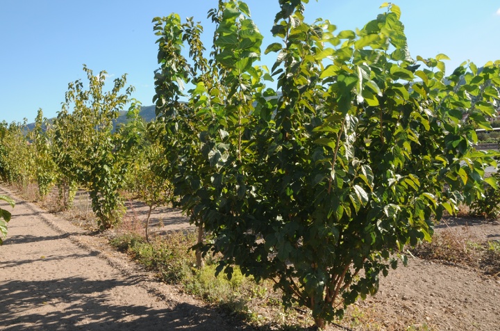 Cultivo experimental de moreras