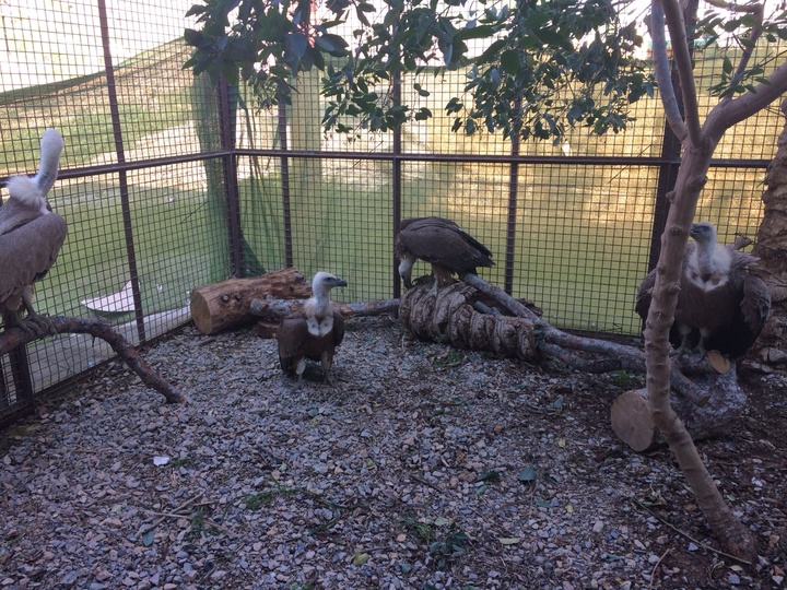 Imágenes de la cesión a Terra Natura de cuatro buitres leonados tratados en el Centro de Recuperación de Fauna Silvestre de El Valle (I)