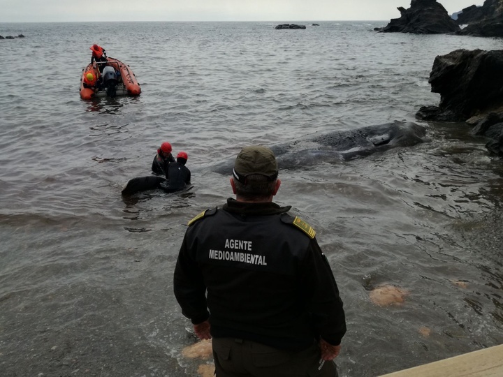 Imagen del cachalote que apareció varado cerca del faro de Cabo de Palos el pasado 27 de febrero