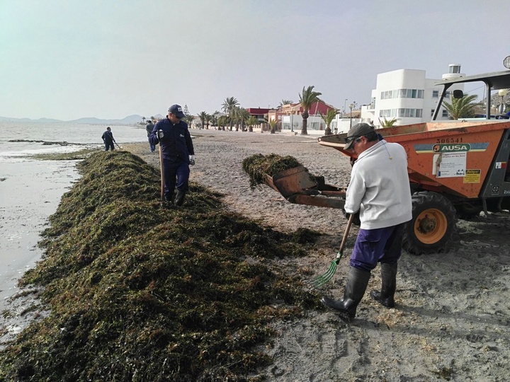 Brigadas de limpieza del Mar Menor