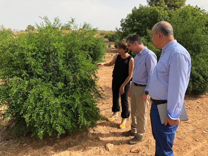 Miguel Ángel del Amor comprobando el estado de la producción del caviar cítrico junto a la propietaria de la finca y el director general de Agricultura, Ganadería, Pesca y Acuicultura