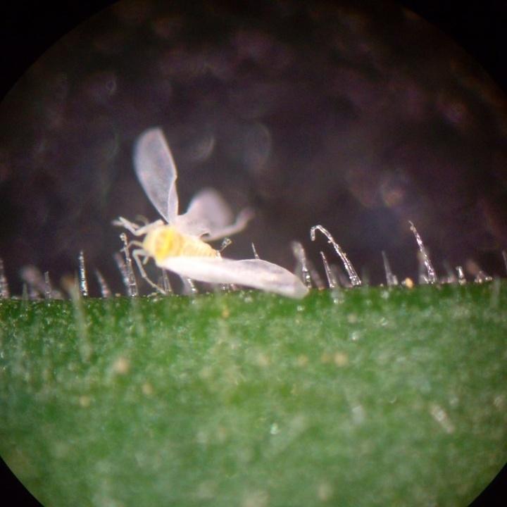 Empleo de la calabaza de peregrino como planta trampa para la mosca blanca (2)