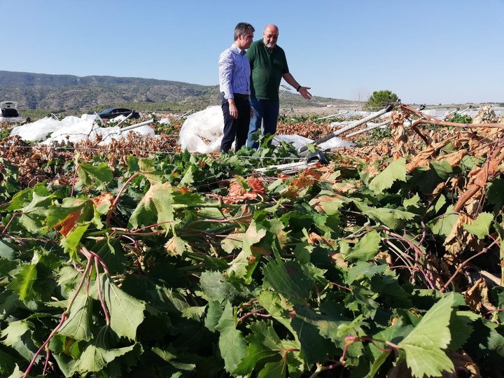 El consejero de Agua, Agricultura, Ganadería y Pesca, Miguel Ángel del Amor,examina los parrales derribados junto con Alfonso Lucas, técnico de la Oficina Comarcal Agraria del Bajo Guadalentín