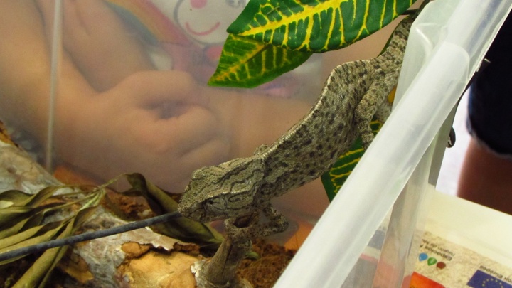 Medio Natural libera un camaleón tratado en el Centro de Recuperación de Fauna Silvestre de El Valle
