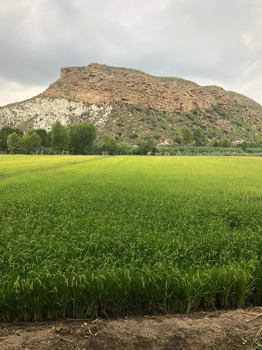 Agricultura concede ayudas al cultivo del arroz ecológico para contribuir a paliar el cambio climático