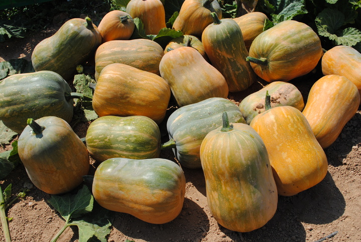 Variedad de calabazas conservadas en el Banco de Germoplasma del IMIDA (Instituto Murciano de Investigación y Desarrollo Agrario y Alimentario)