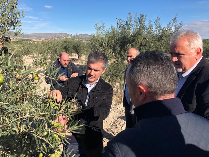 La Comunidad destina 500.000 euros para luchar contra la Xylella Fastidiosa