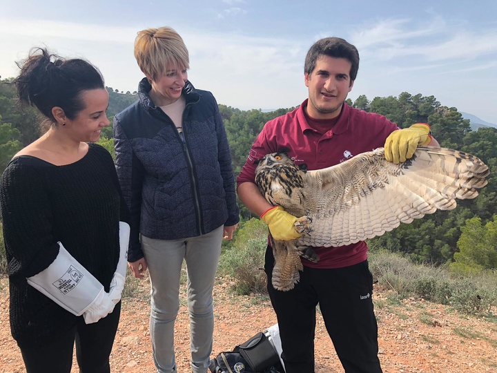 Medio Ambiente libera un ejemplar de búho real que quedó enredado con una cometa espantapájaros