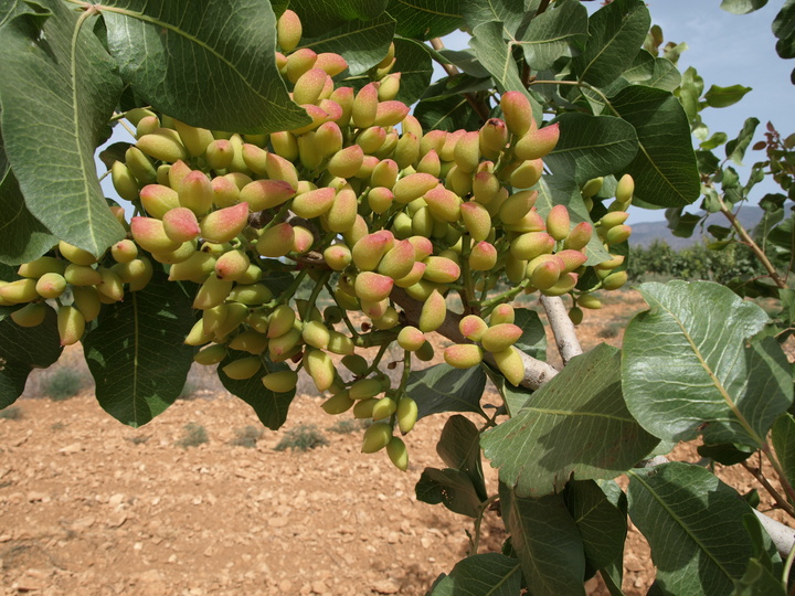 9 Pistacho variedad Larnaka (2018)