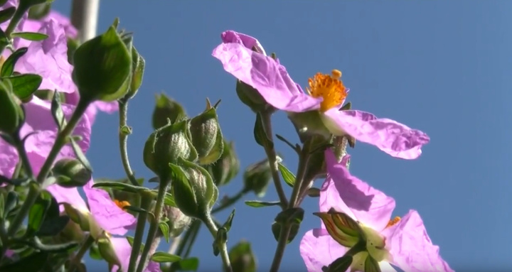 Imagen de un ejemplar de jara de Cartagena en flor