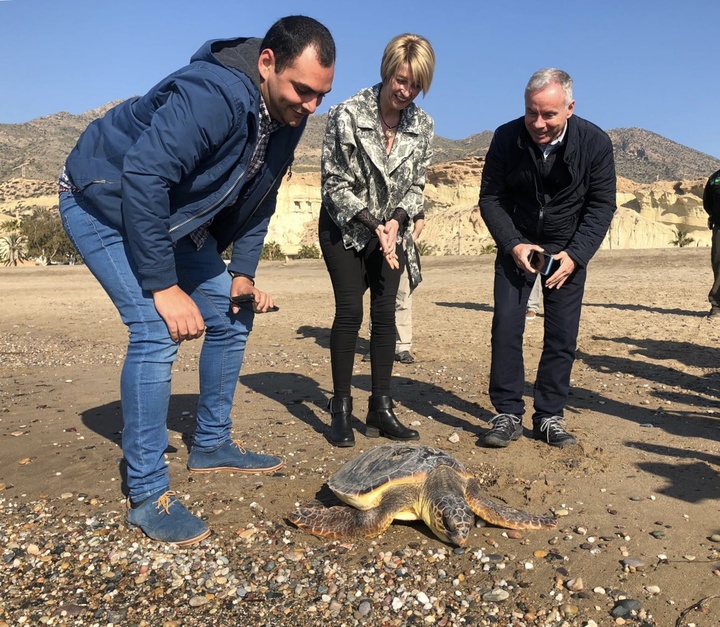 Imagen de la liberación de una tortuga boba tratada en el Centro de Recuperación de Fauna Silvestre de El Valle (II)