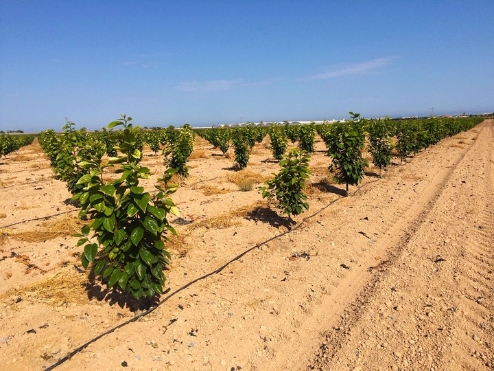 Plantación de aguacate con sistema de riego por goteo