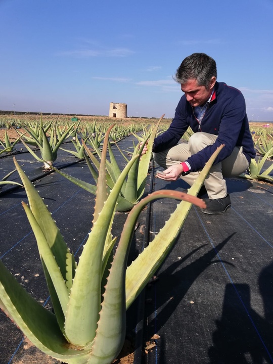 El consejero conoce los cultivos de aloe vera de una finca en Fuente Álamo