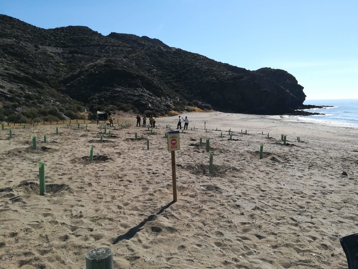 Además de la reposición de parte de la vegetación arrancada, se han instalado carteles para informar sobre las especies presentes en la zona y evitar los daños producidos por las pisadas