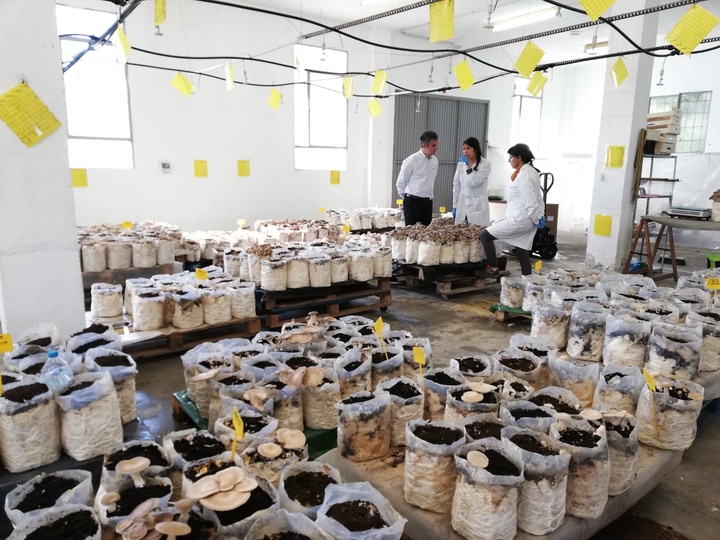 Del Amor junto a las trabajadoras de la empresa, la única en la Región dedicada a producción de cultivo de setas de cardo